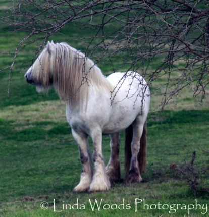 Jameson (Grayson's Sire)